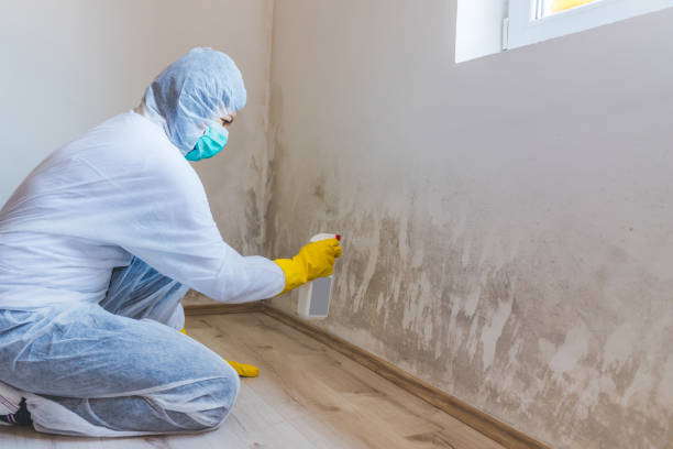 Licensed Basement Mold Remediation service in Bellevue, PA - WQB Mold Removal