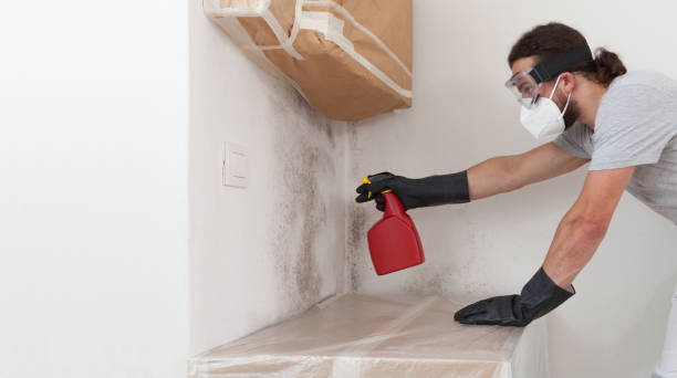 Professional Basement Mold Remediation technician working in Bellevue, PA