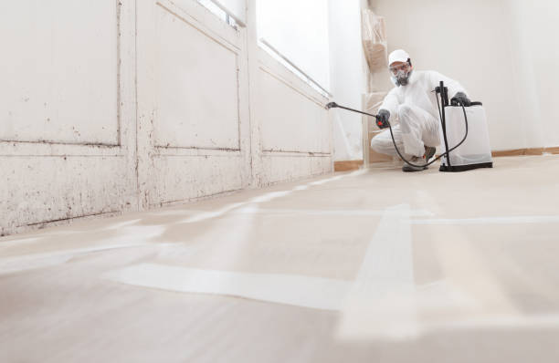 24/7 Emergency Basement Mold Remediation experts in Bellevue, PA