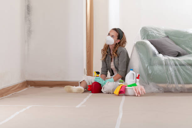 Reliable Basement Mold Remediation contractor in Bellevue, PA by WQB Mold Removal