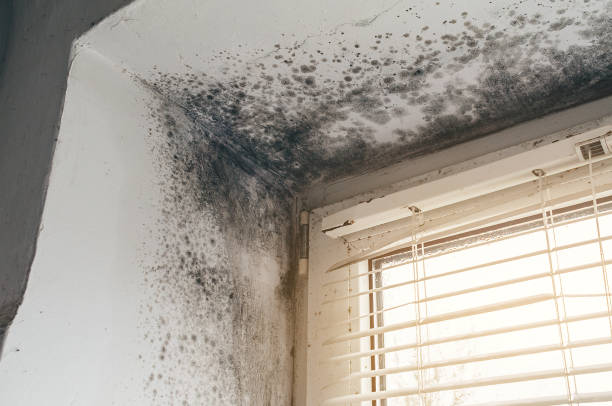 Affordable Basement Mold Remediation solutions in Bellevue, PA