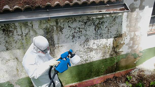 Top rated local Basement Mold Remediation specialists in Bellevue, PA